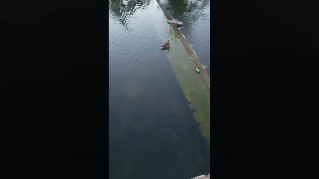 Public___  14-08-2022 Recorded Video big