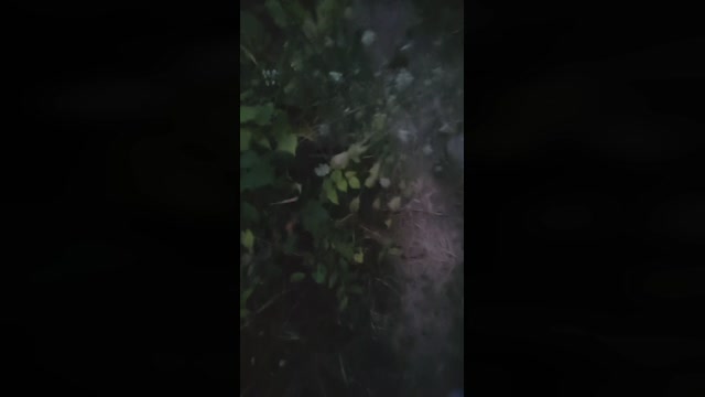 Mirko035  18-08-2022 Recorded Video lovense