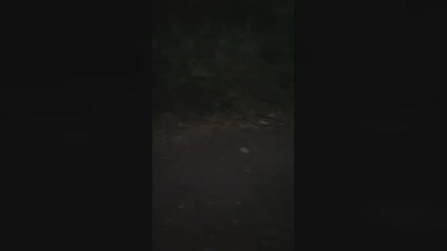 alexdvd