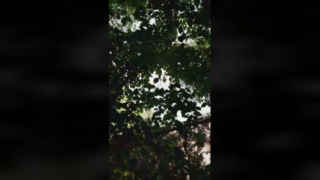 Xdolf  04-09-2022 Recorded Video Recorded