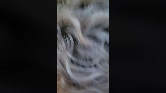 david5127  05-09-2022 Recorded Video analtoy