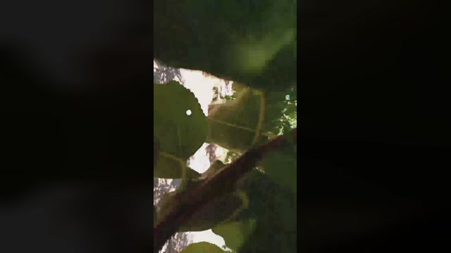 polladulce17  09-09-2022 Recorded Video Porn