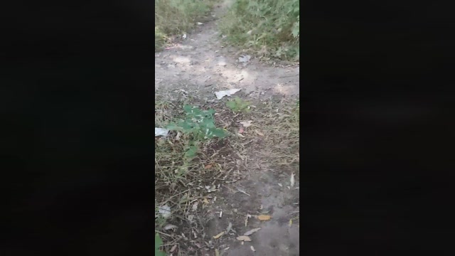 Mirko035  13-09-2022 Recorded Video analtoy