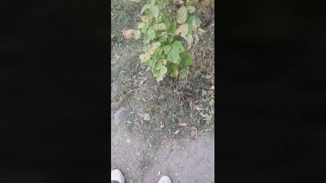 Mirko035  20-09-2022 Recorded Video dirty