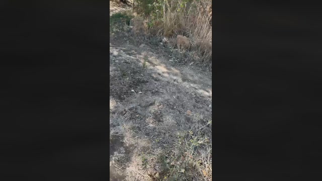pellinkio  20-09-2022 Recorded Video sexy