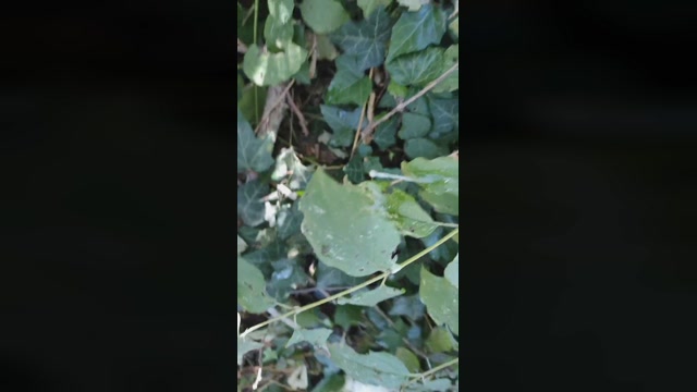 Juliandoras  23-09-2022 Recorded Video beautiful
