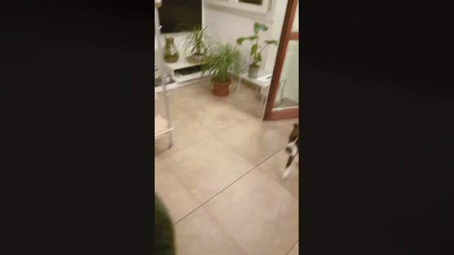 lamberto91  05-10-2022 Recorded Video oral