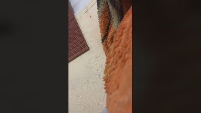 felipe14104  08-10-2022 Recorded Video suckcock