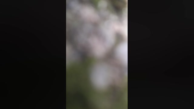 Synbaherrera  13-10-2022 Recorded Video hardcock