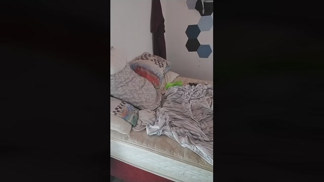 Doghenriquedog  16-10-2022 Recorded Video strip