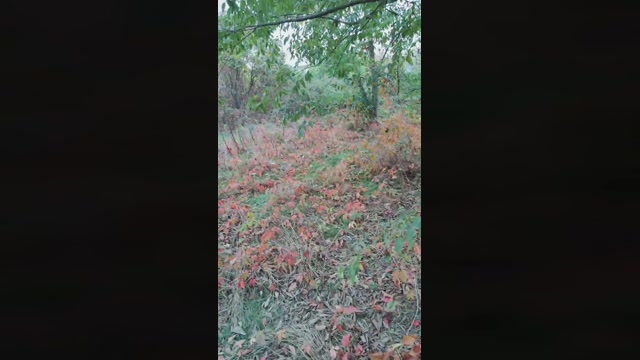Gdiddy2021  20-10-2022 Recorded Video Show