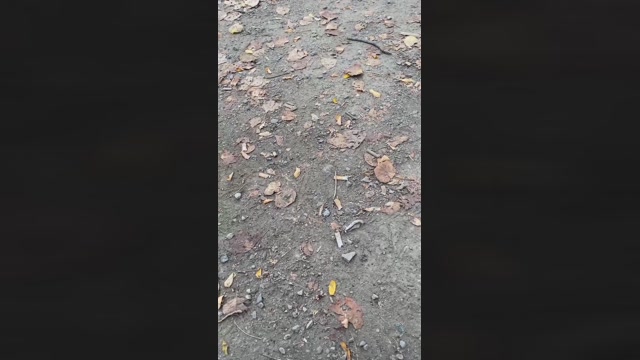 Lucifer6602  22-10-2022 Recorded Video lick