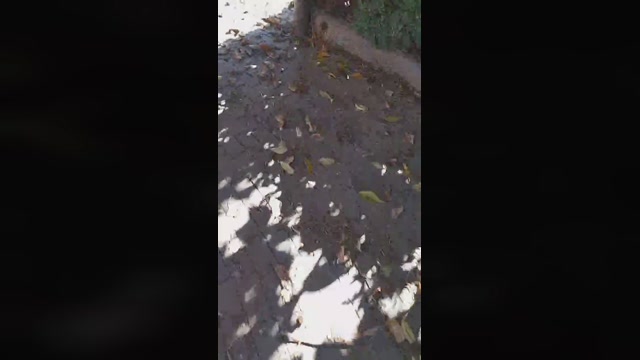 Sexyshark994  28-10-2022 Recorded Video big