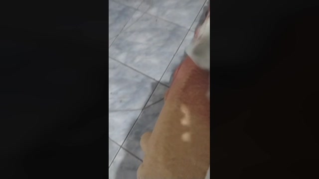 Roludogato7  30-10-2022 Recorded Video gay