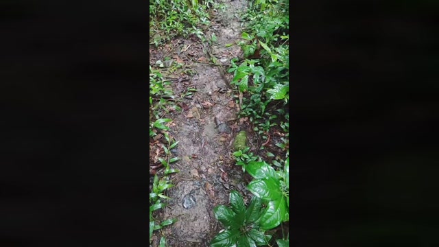 ROD_pigSQUIRT  30-10-2022 Recorded Video ass