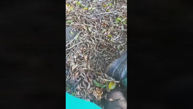 Ratinho02  05-11-2022 Recorded Video kissing