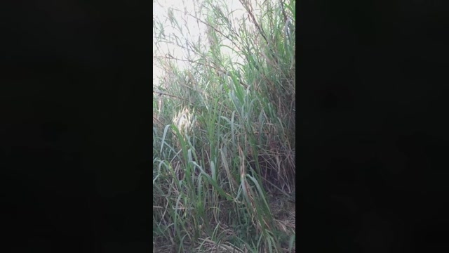 Synbaherrera  12-11-2022 Recorded Video jackoff