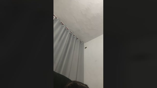 Vagabundafulera