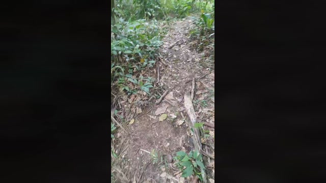 ROD_pigSQUIRT  13-11-2022 Recorded Video play