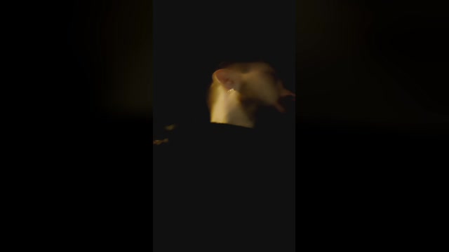 JackFarfallino  29-11-2022 Recorded Video hard