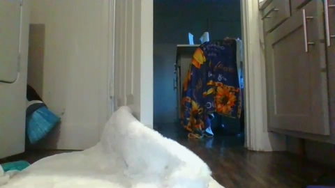 whitebootyy  27-12-2022 video twink