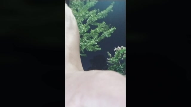ceniseroloco  06-01-2023 Recorded Video sex