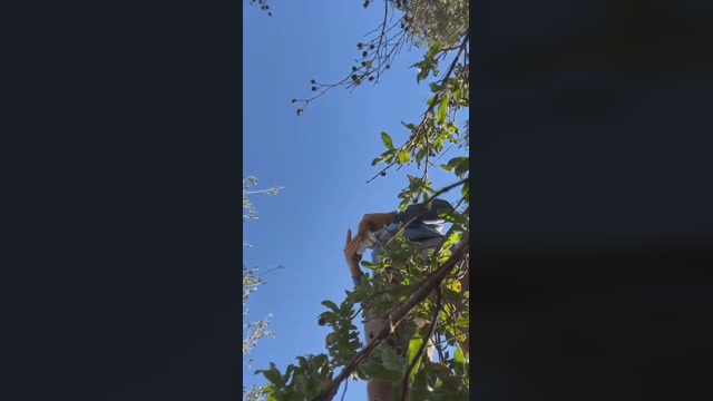 raboadicto  31-01-2023 Recorded Video ass
