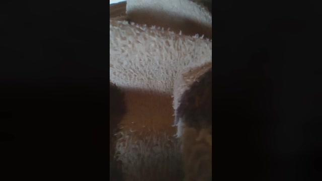 niupmozaosexy1  15-02-2023 Recorded Video suck