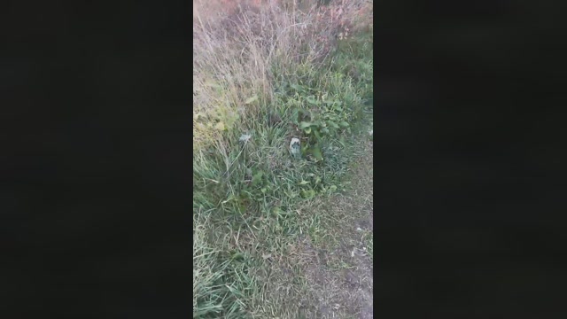 pellinkio  15-02-2023 Recorded Video sweet