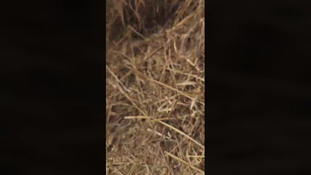 tarcton78  10-03-2023 Recorded Video nasty