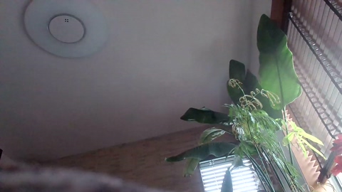 pao_onsen2  25-03-2023 Recorded Video suckcock