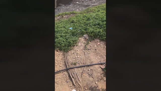 Dapehur  25-03-2023 Recorded Video skinny