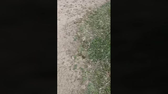 Gastea1  29-03-2023 Recorded Video lick