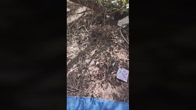 chiclanero26  11-04-2023 Recorded Video sexyfeet