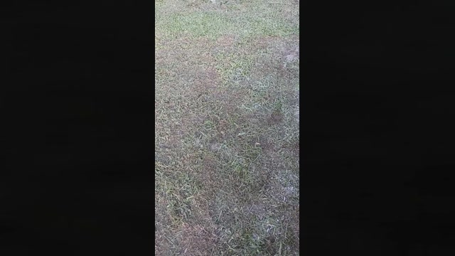 0Bomba0  11-04-2023 Recorded Video strip