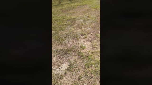 Pescecane63  21-04-2023 Recorded Video cute