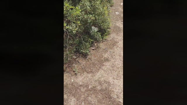 chiclanero26  22-05-2023 Recorded Video skinny