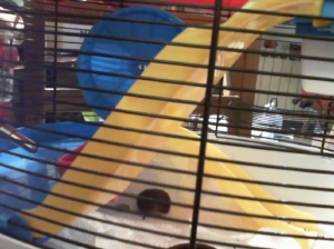 melantha  30-05-2018 Recorded Video