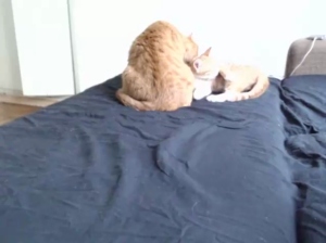 ohmysweeat 25-06-2018  Recorded Video