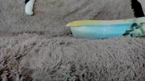 priscillamoon  25-10-2018 Recorded XXX