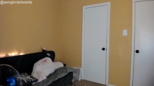 songbirdbabe 09-01-2019 Porn  Recorded Webcam