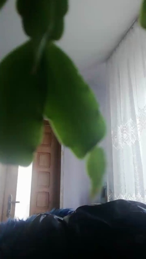 vannysweet