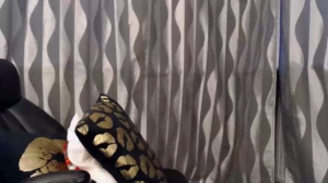 hotfallingdevil  11-05-2019 Recorded Webcam