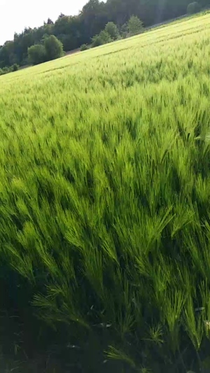 geilerjung69 27-05-2019  Recorded Video Free