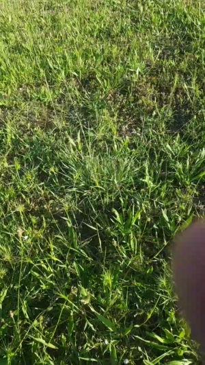 stipe 30-05-2019  Recorded Video Porn