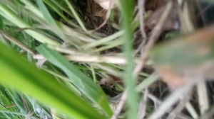 lepamplemous 13-06-2019  Recorded Video Nude