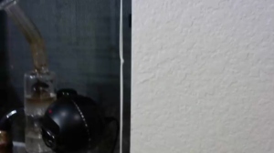 amberdunn  03-08-2019 Recorded Toys