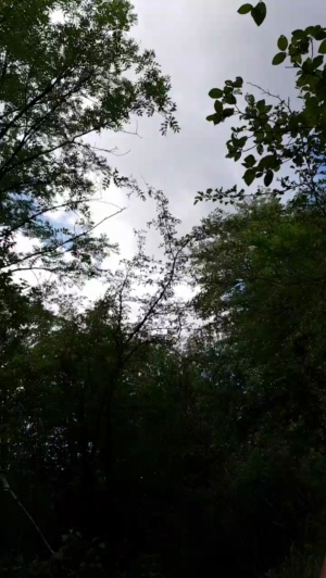 bart_6 14-08-2019  Recorded Video Webcam