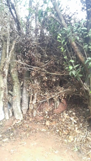 lobooo19cm 18-08-2019  Recorded Video Download