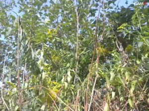 mikarcum 25-08-2019  Recorded Video Webcam